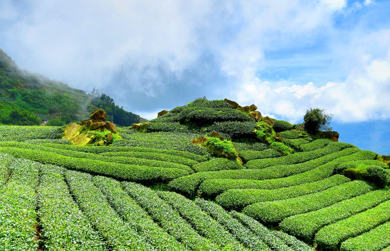 Lush green tea gardens spread across Sylhet's rolling hills under blue sky