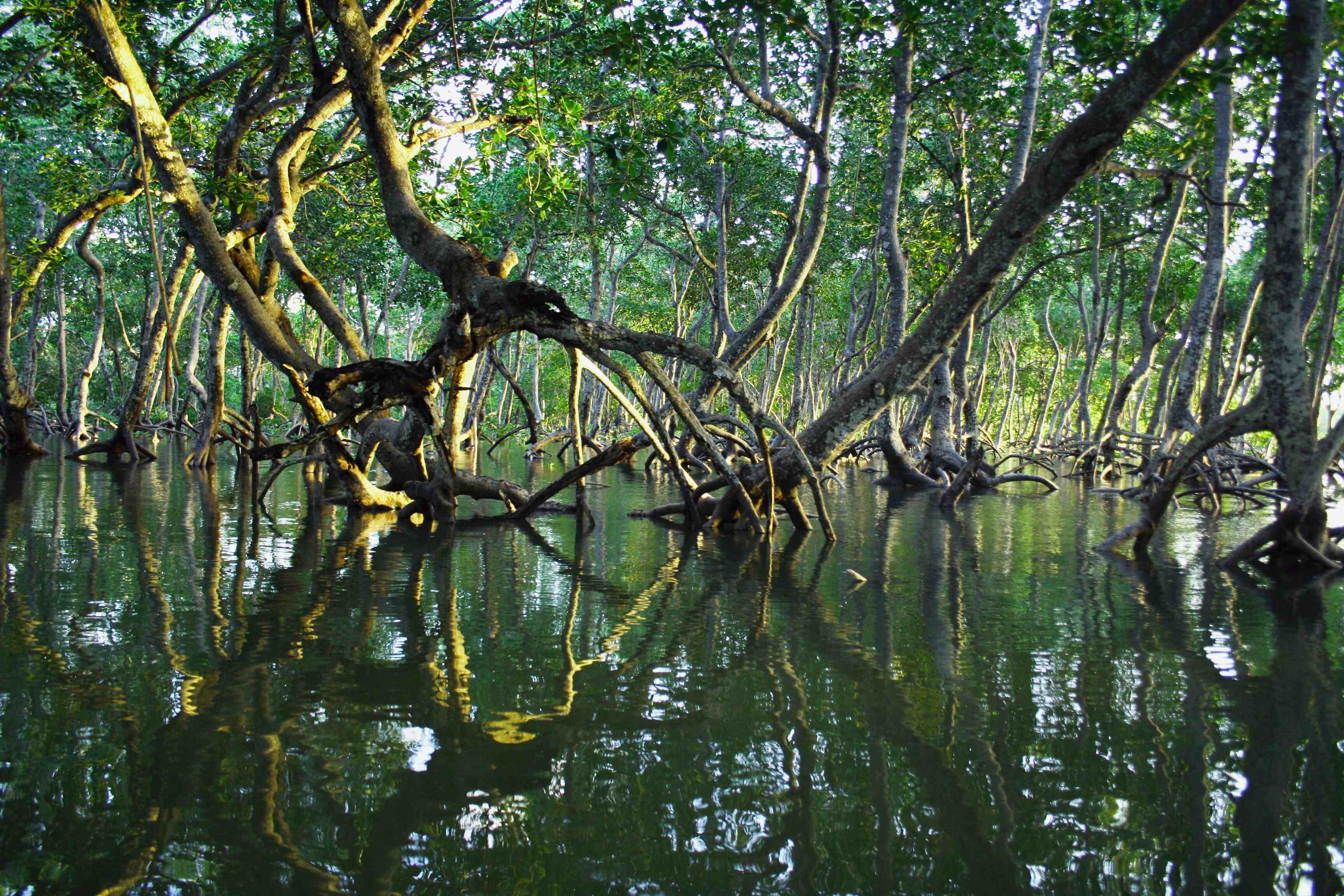 Mangrove trees reflecting on calm green water in Ratargul Swamp Forest